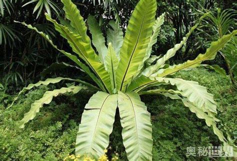 鳥巢蕨風水|【鳥巢蕨風水】鳥巢蕨的風水秘密：讓你開運轉運、風生水起！